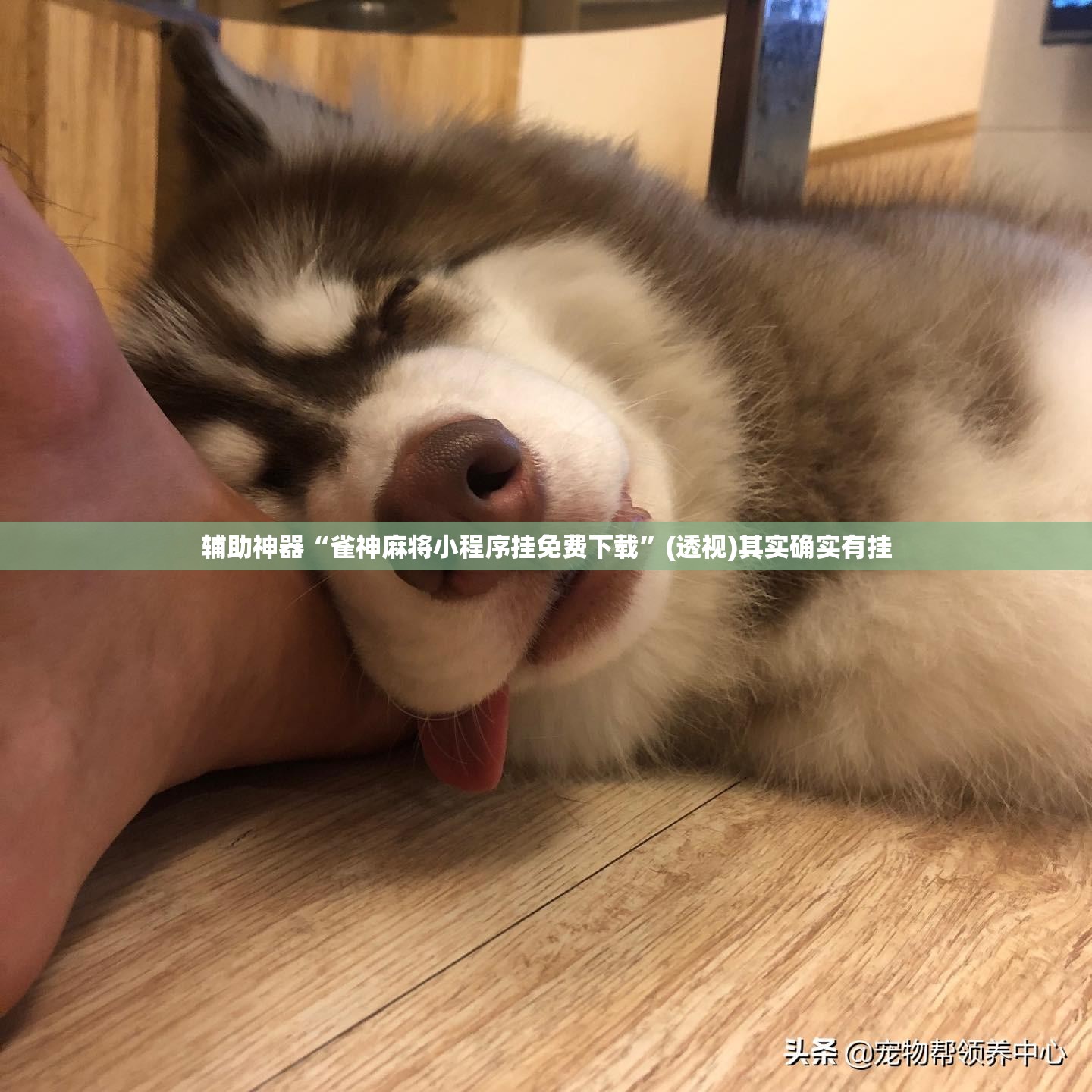 辅助神器“雀神麻将小程序挂免费下载”(透视)其实确实有挂